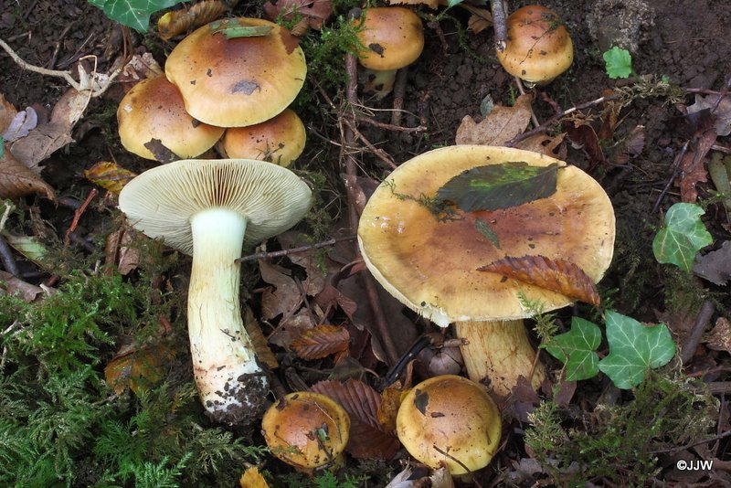 Cortinarius nanceiensis